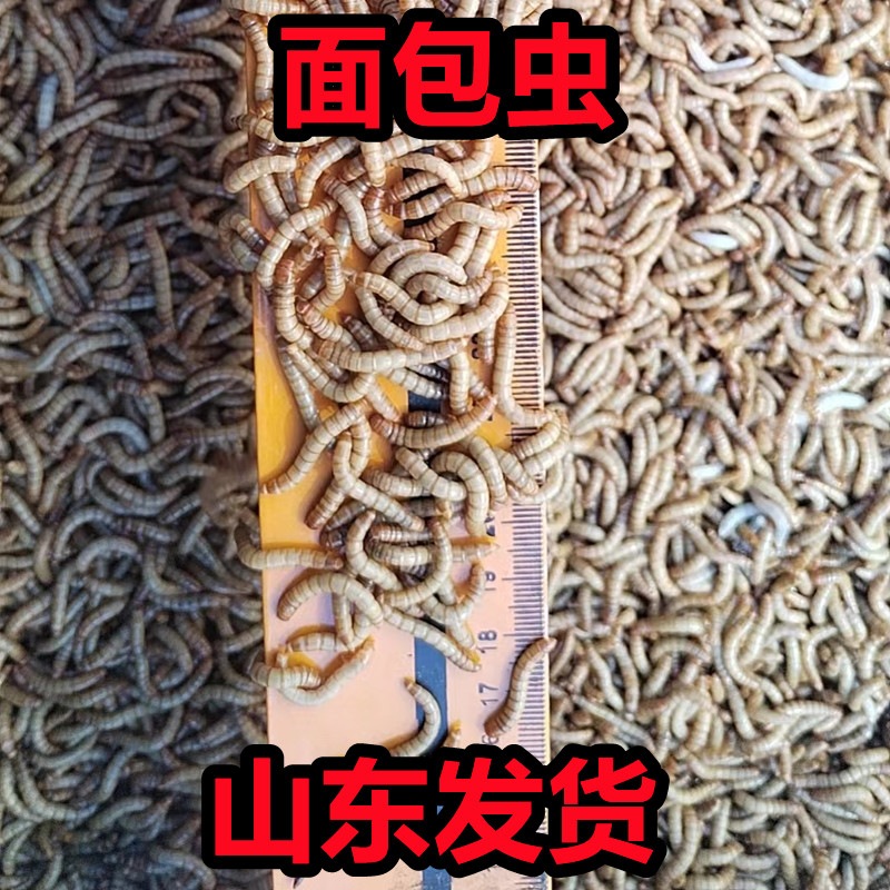 黄粉虫活体面包虫钓鱼高蛋白饲料