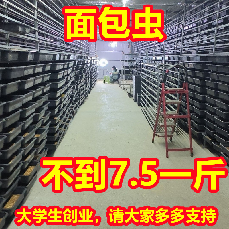 黄粉虫活体面包虫金龙鱼银龙鱼料爬虫/鸣虫食物