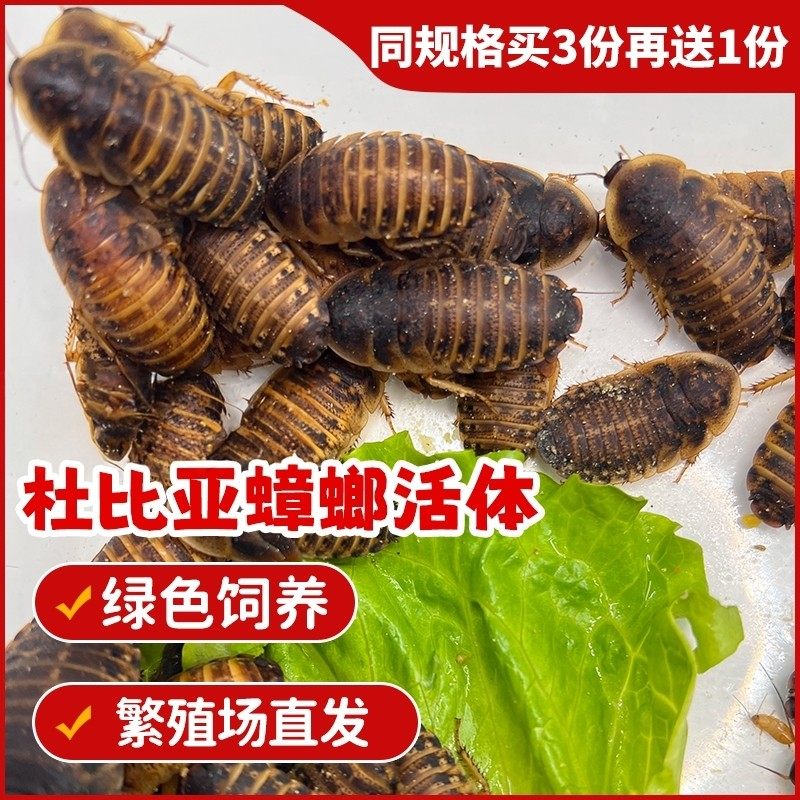 杜比亚蟑螂幼体活虫蜥蜴蜘蛛画眉鸟类食物粮繁殖组饲料干净养殖场