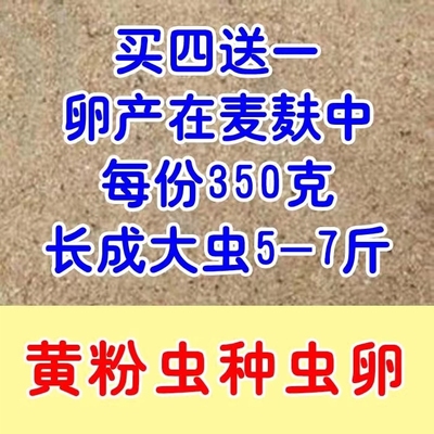 活体麦麸饲料2斤一代黄粉虫种 面包虫虫卵买4份送1份  包邮包技术