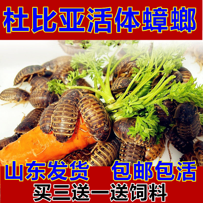 杜比亚蟑螂 昆虫 爬宠 活饵 饲料