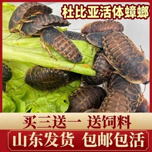 杜比亚蟑螂繁殖组幼体绿色守宫龙鱼活饵饲料新宠鸟类养殖营养活体