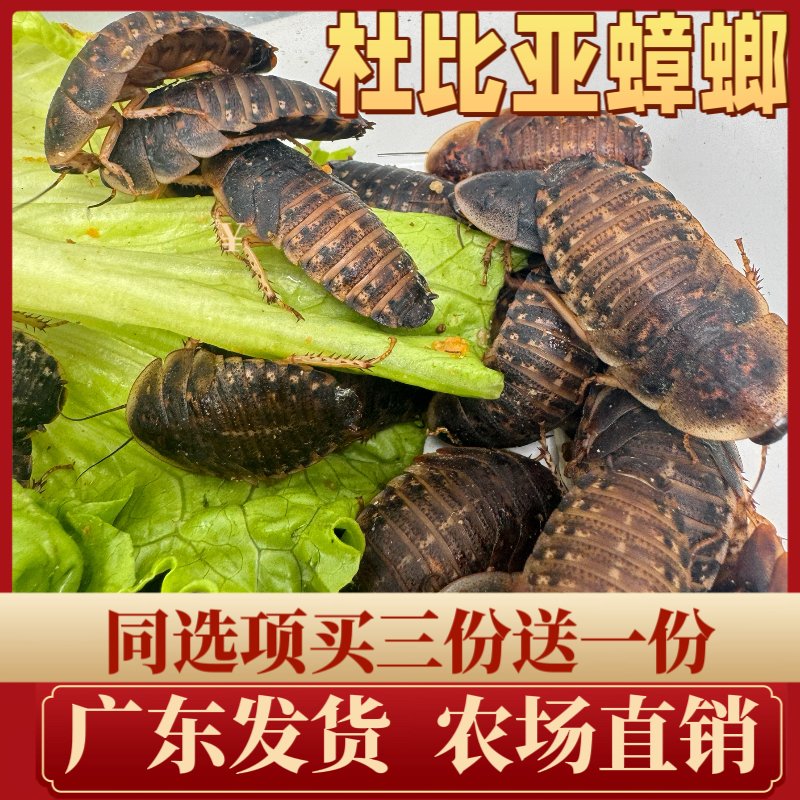 杜比亚蟑螂繁殖组幼体绿色守宫龙鱼活饵饲料新宠鸟类养殖营养活体