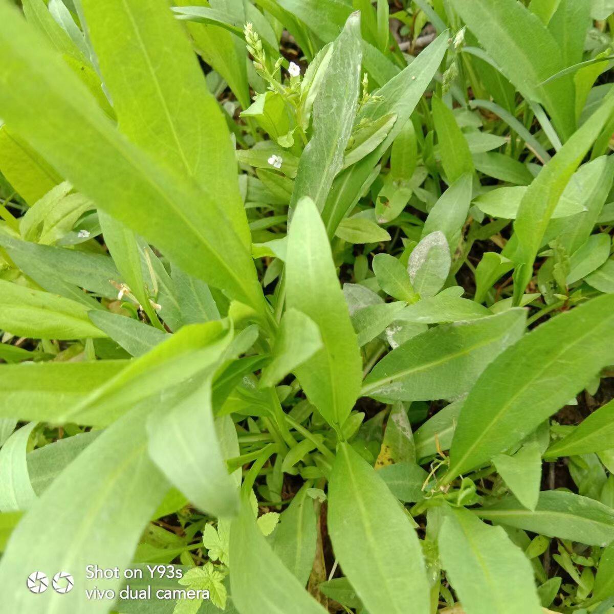 钻叶紫苑种子剪刀菜燕尾菜九龙箭瑞连草钻形紫菀土柴胡一年生植物