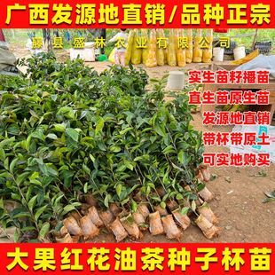 大果红花油茶苗 油茶树苗带杯带土 广西高产软枝茶籽种子实生苗