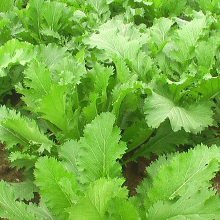 九头鸟小叶雪里蕻种子耐寒高产抗病大叶雪里红种籽四季播腌制咸菜