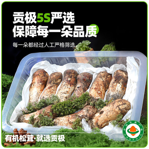 贡极5-7cm野生新鲜松茸顺丰冷链