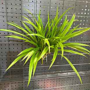 精品芦苇草仿真兰花草植物墙配材塑料草绿景装饰品麦冬草厂家