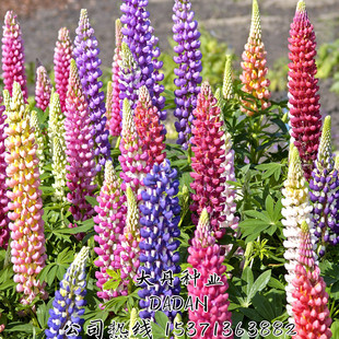 鲁冰花种子羽扇豆种籽四季易种庭院花卉宿根盆栽花草籽花海花种籽