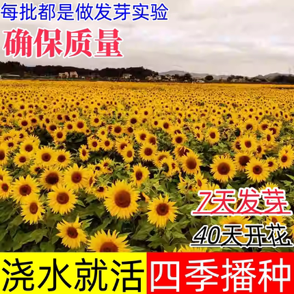 向日葵种孑观赏食用葵花种子油葵瓜子四季易活矮盆栽庭院花卉种籽