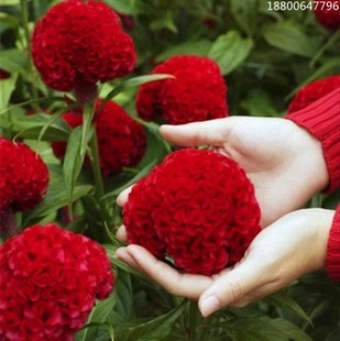 室外花种子大花鸡冠花耐寒耐阴花籽庭院花卉种子四季开花易活花苗