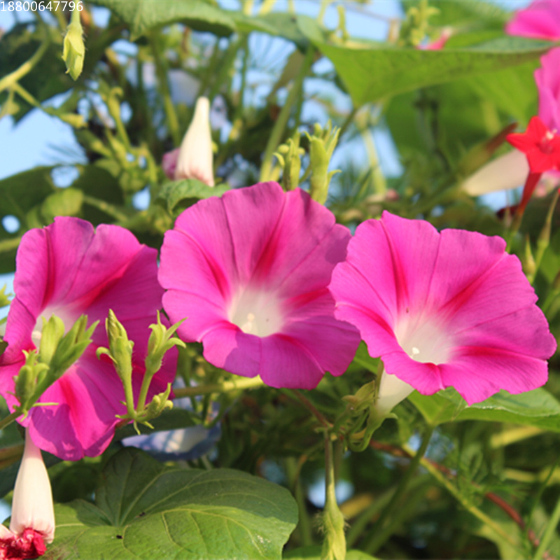 牵牛花种子喇叭室外爬墙植物