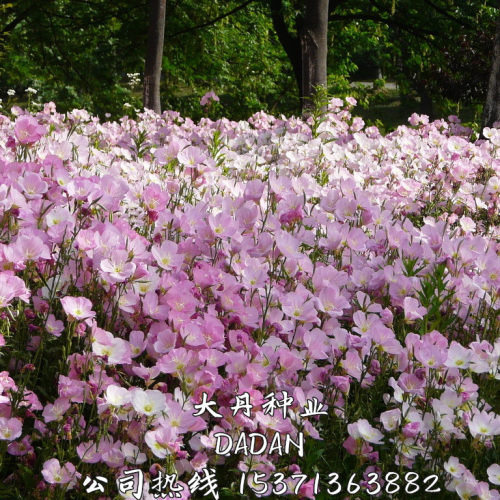 花卉夜来香价格 花卉夜来香图片 星期三