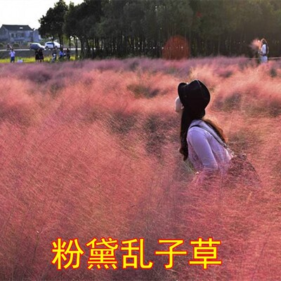 粉黛乱子草秋季粉色花种子多年生