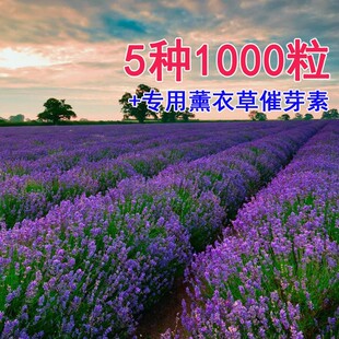 薰衣草种子四季易种多年生普罗旺斯花种孑阳台庭院盆栽耐寒草花籽