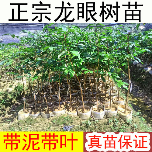 广西发货龙眼树苗带泥带叶发货