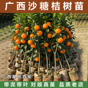 广西沙糖桔子树苗四会砂糖橘子苗柑橘果树南方种植水果苗带营养杯