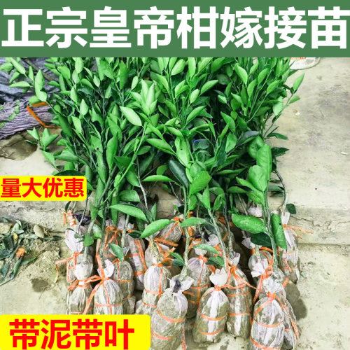 广西黄皇帝柑树苗嫁接大柑橘果树苗贡柑盆载地栽南方种植当年结果-封面