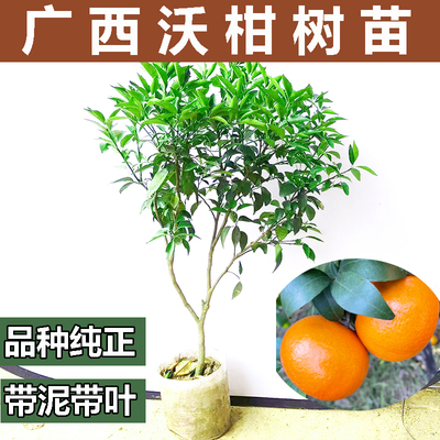 沃柑树苗广西武鸣091无核柑橘苗橘子树苗无籽桔子果苗果树水果苗