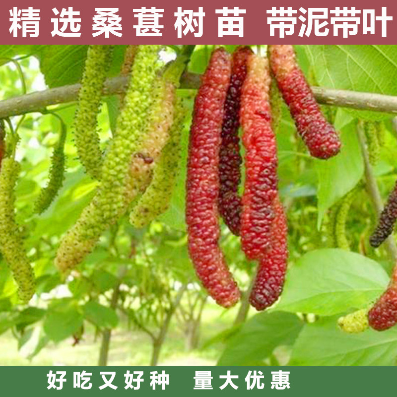 正宗桑树苗桑葚果桑树苗嫁接大果桑无籽长果桑树苗南北方四季种植