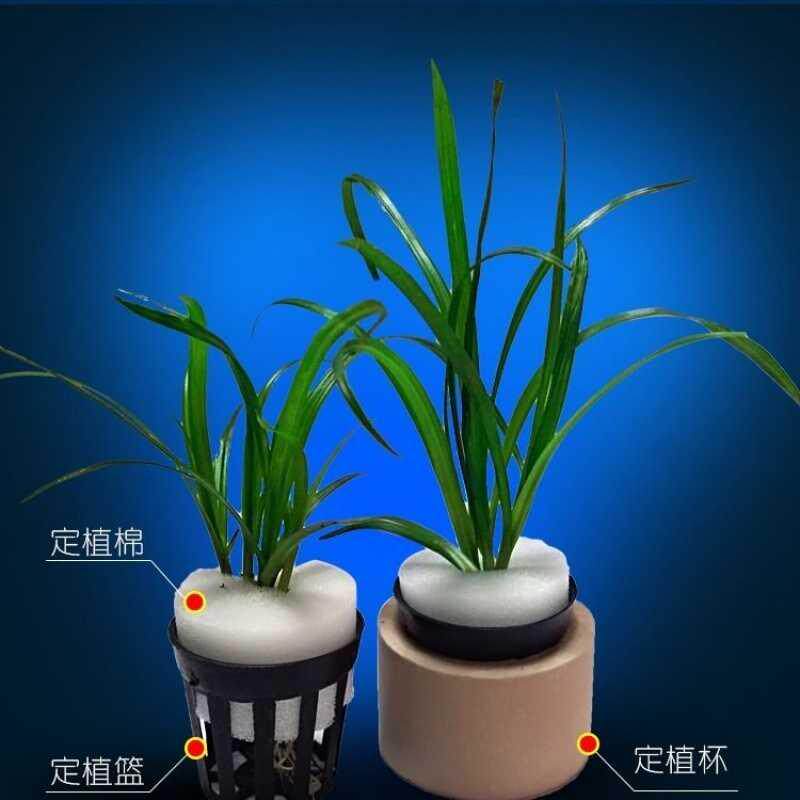 鱼缸滤材水草定植环种植篮水草蓝定植棉种植养植物水草环固定底座 掌上明猪