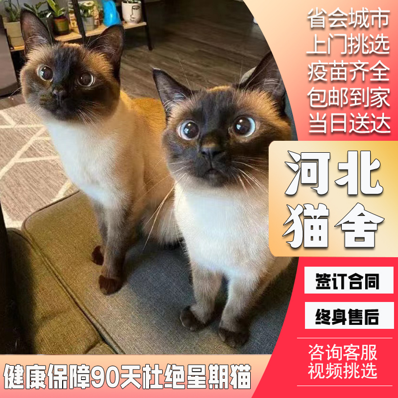 【河北猫舍】纯种暹罗猫幼猫海豹重点色暹罗幼猫大黑脸蓝眼猫咪