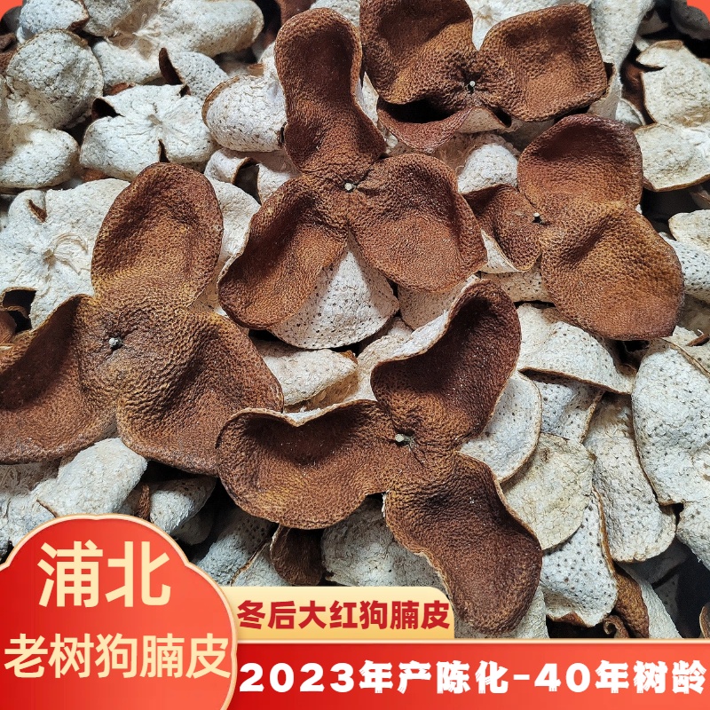 23年广西浦北冬后狗腩皮陈皮罐装