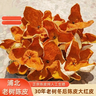 2025年广西浦北老树冬后陈皮茶枝柑陈皮原料大红柑又称新会陈皮
