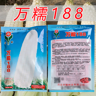 万糯188白甜糯玉米种子抗病高产南北方春夏播种鲜食正品玉米种籽
