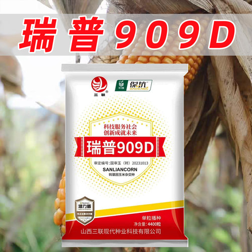 瑞普909D玉米种子国审大棒高产抗病抗倒伏耐旱耐涝耐高温玉米种籽