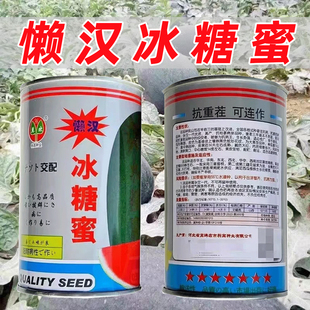 懒汉冰糖蜜西瓜种子抗重茬可连作优质高产杂交一代黑皮西瓜种籽孑