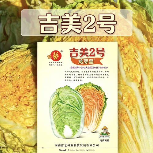 吉美2号龙芽皇种子豫艺龙芽皇桔红心白菜种子农家秋季口感型