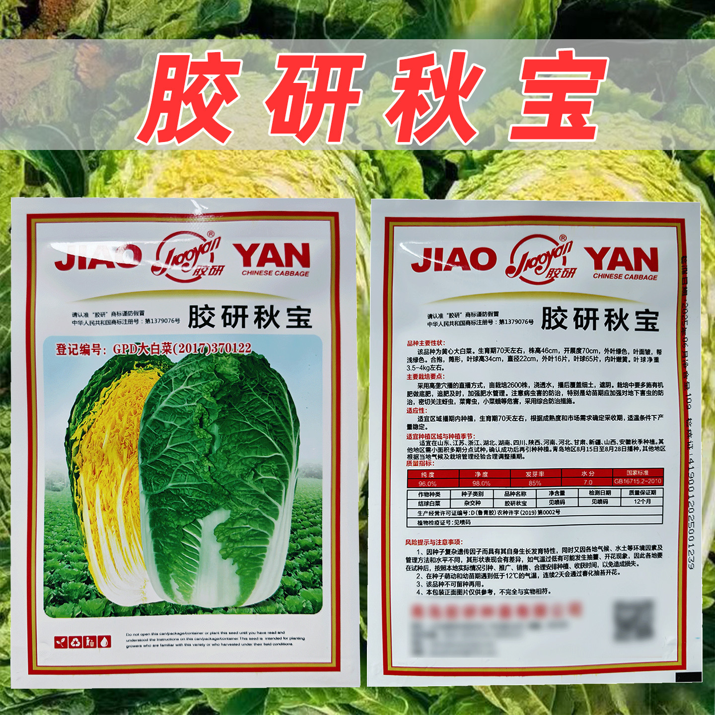 胶研秋宝黄心大白菜种子抗病性强结球结实成熟整齐产量稳定白菜籽 - 实物图