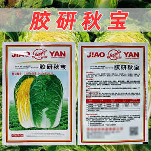 胶研秋宝黄心大白菜种子抗病性强结球结实成熟整齐产量稳定白菜籽
