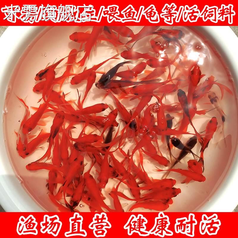 红草鱼红草鲫冷水鱼淡水鱼摆地摊好养耐活红鲫鱼小型观赏鱼饲料鱼