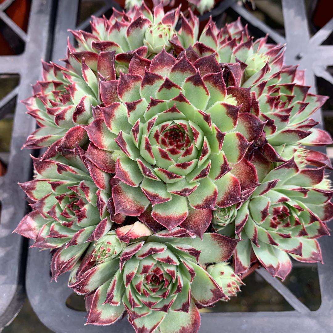 铁观音 多头多肉植物办公室内阳台四季绿植盆栽