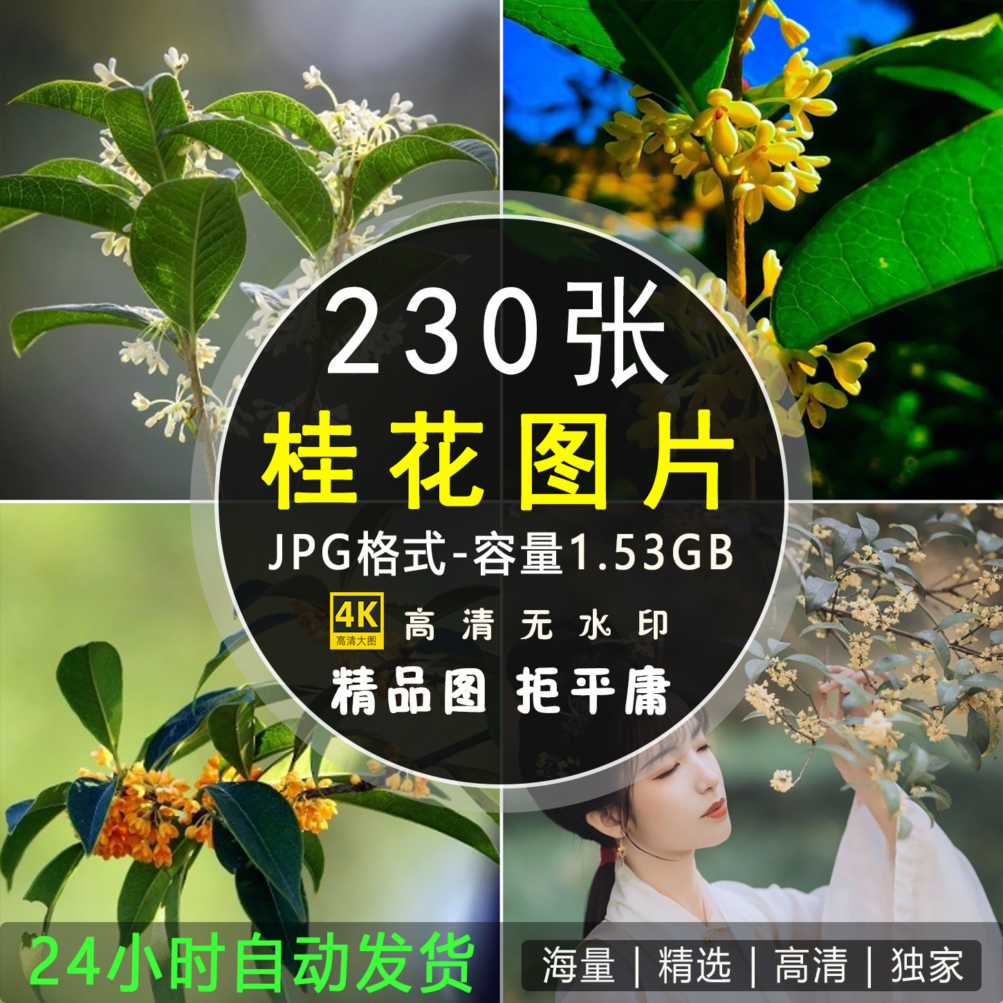 高清4K桂花图片花朵花卉树花植物摄影照片手机电脑壁纸ps素材图库