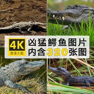 4K高清凶猛鳄鱼海洋冷血动物实拍照片ps设计喷绘合成素材图片