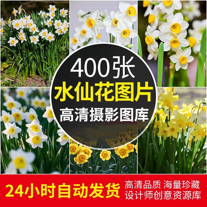 4K高清图库水仙花图片花卉植物花朵摄影特写手机电脑壁纸素材合集