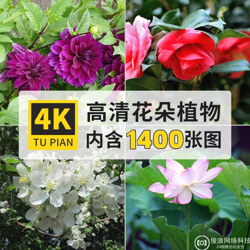 花卉花朵高清摄影花海花田写生4K手机壁纸图片抖音快手自媒体素材