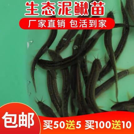 饲料苗养殖淡水钓鱼龙鱼活饵鲜活喂养饲料泥鳅泥鳅观赏鱼垂。