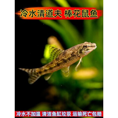 棒花鱼原生冷水清道夫清洁工具鼠鱼除藻吃鱼屎棒花鮈淡水观赏鱼