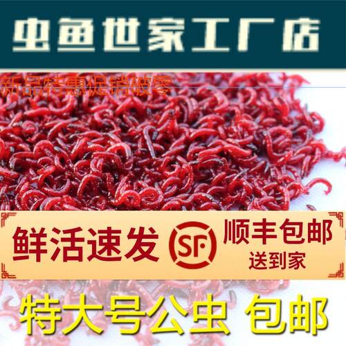 鲜活红虫钓鱼蚯蚓拉饵包邮