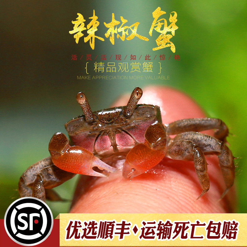 辣椒蟹水草缸生态瓶水陆宠物缸陆居观赏深水蟹微景观另类活体萌宠