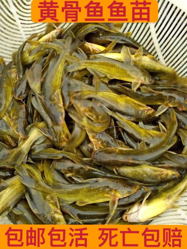 黄颡鱼苗淡水养殖活体牙子