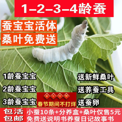 蚕宝宝活体套装金丝蚕七彩 活物蚕卵新鲜嫩桑叶学生养蚕1-5龄白色