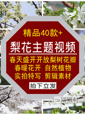 梨花主题视频春暖天盛开放白色花瓣梨树自然植物实拍特写剪辑素材