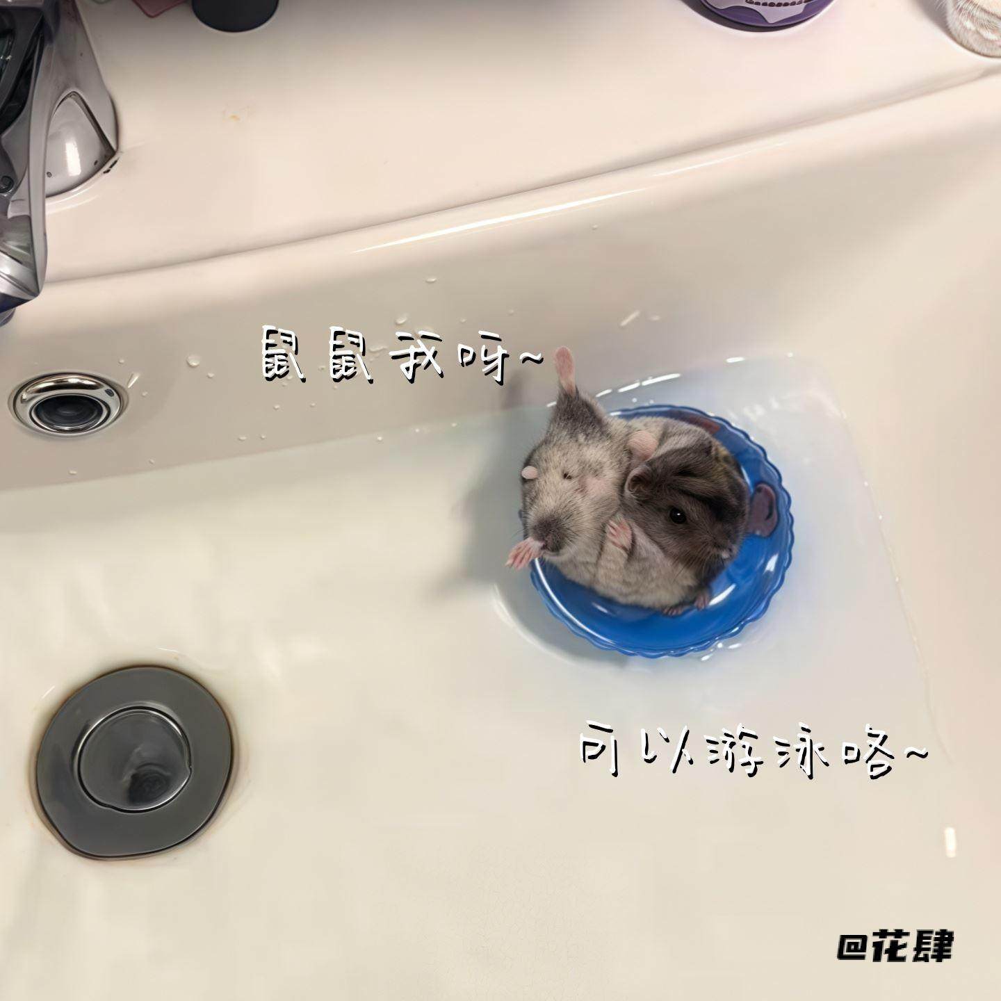 小仓鼠泳圈小宠物用乌龟泳圈小鸟玩具洗澡装饰鹦鹉游泳圈解闷道具,玩具/童车/益智/积木/模型,其它玩具,淘宝优惠券,粉丝福利购,淘宝优惠卷