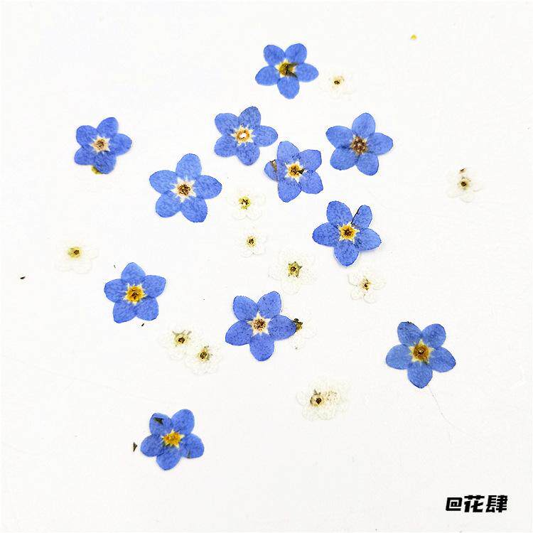 勿忘草花薰衣草脸部装饰手工diy压花紫色干花diy材料干花