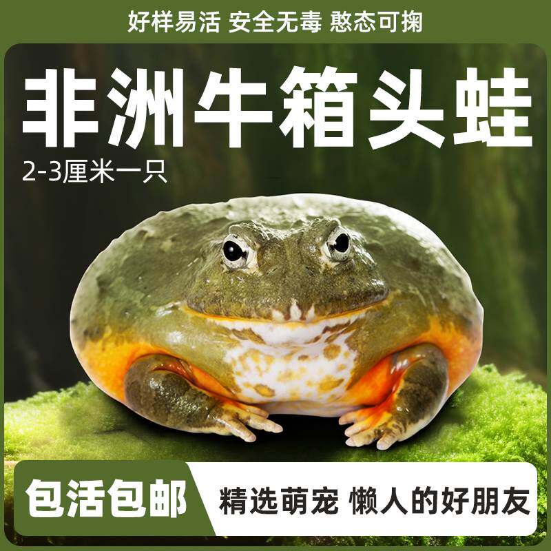 非洲牛蛙活体宠物青蛙非洲牛箱头蛙招财娃活物懒人萌宠小型爬宠